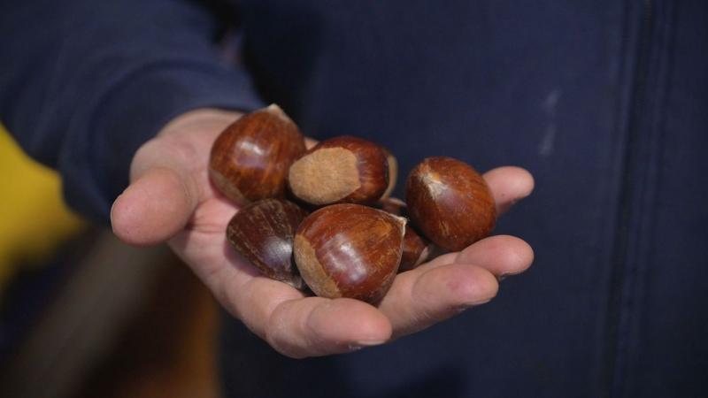 Gesztenyesütés Szegeden: a Mars téri piacon aranyárban kínálják a nosztalgikus őszi ínycsiklandóságot!