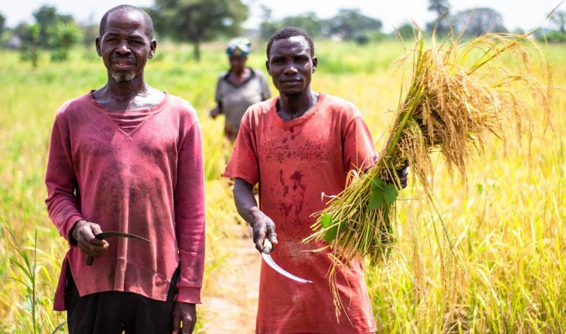 Afrikában komoly kihívásokkal néznek szembe a búzaellátás terén.