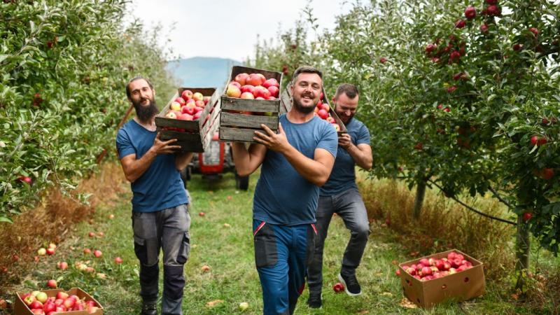 Almaválogatás 2025: Fedezd fel a legjobb helyeket és hasznos információkat!