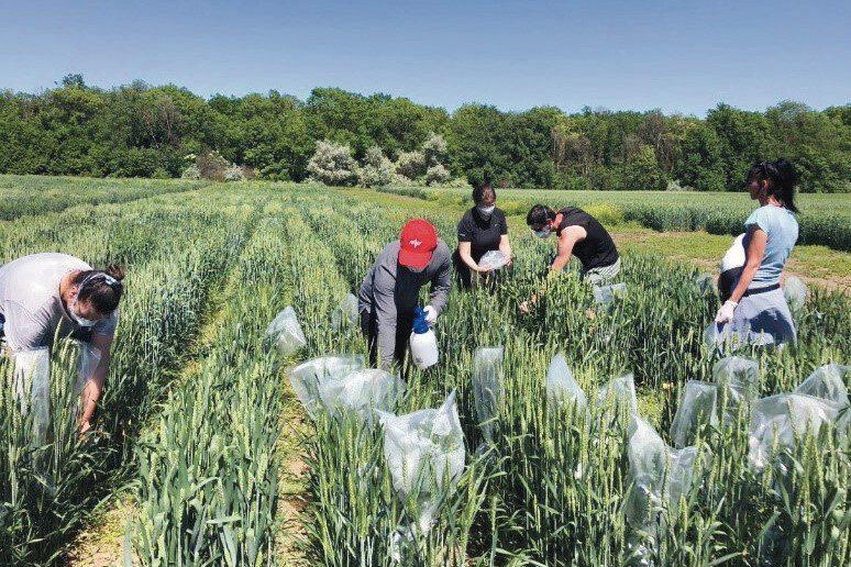A vetőmag, mint nemzeti erőforrás, kulcsszerepet játszik a magyar mezőgazdaság fenntartható fejlődésében és versenyképességében. A megfelelő minőségű és fajtájú vetőmagok biztosítása nemcsak a termés mennyiségét és minőségét befolyásolja, hanem hozzájárul